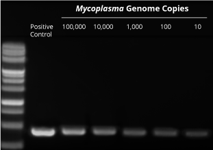Mycoplasma PCR Detection Kit sensitivity data