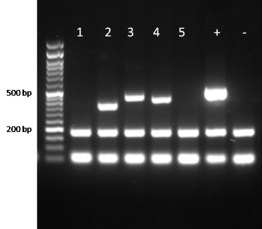 Mycoplasma Pro PCR Detection Kit internal control data