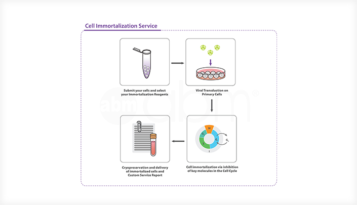 Custom Cell Immortalization Service 