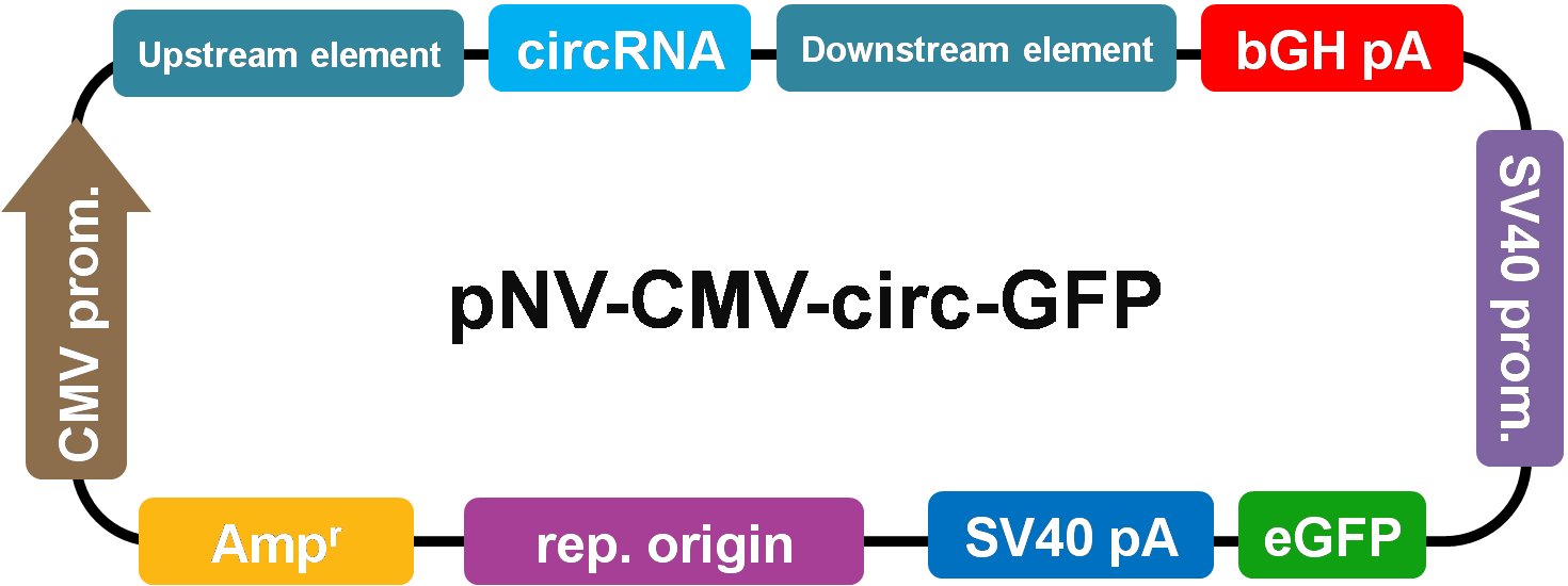 pNV-CMV-circ-GFP