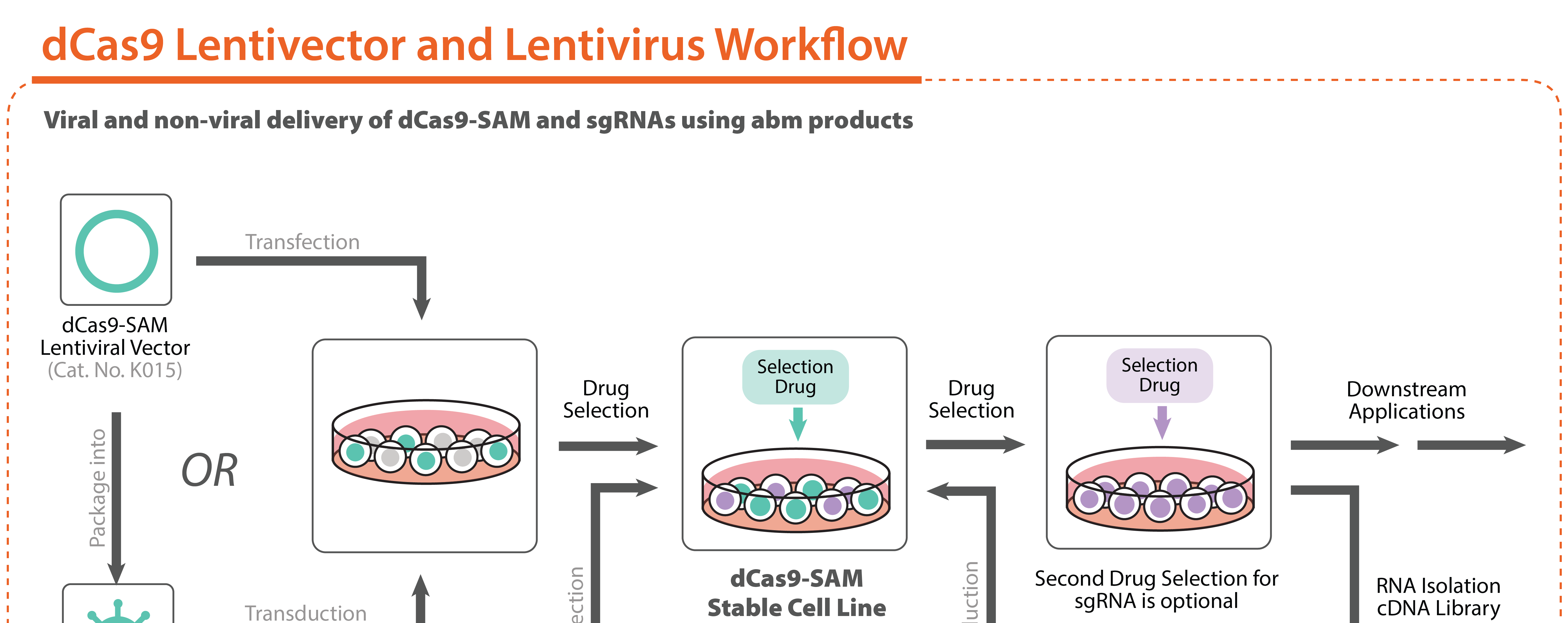 CRISPR dCas9 VPR Lentivector Lentivirus Workflow
