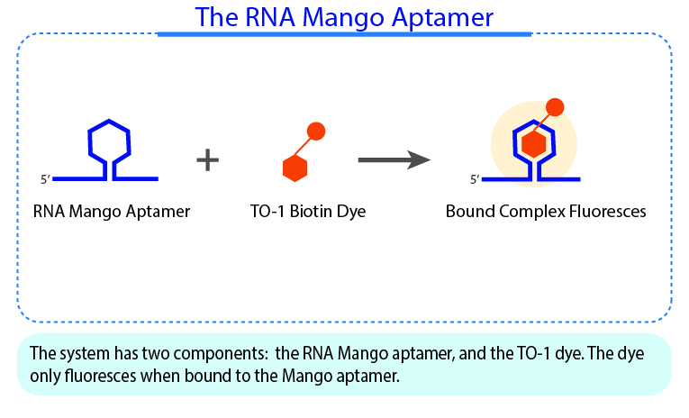The RNA Mango Aptamer
