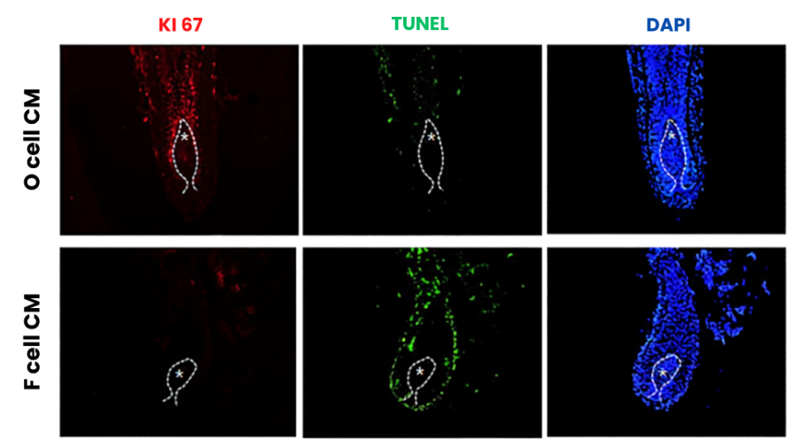 Immunofluorescence panel representing specialized cell line collections