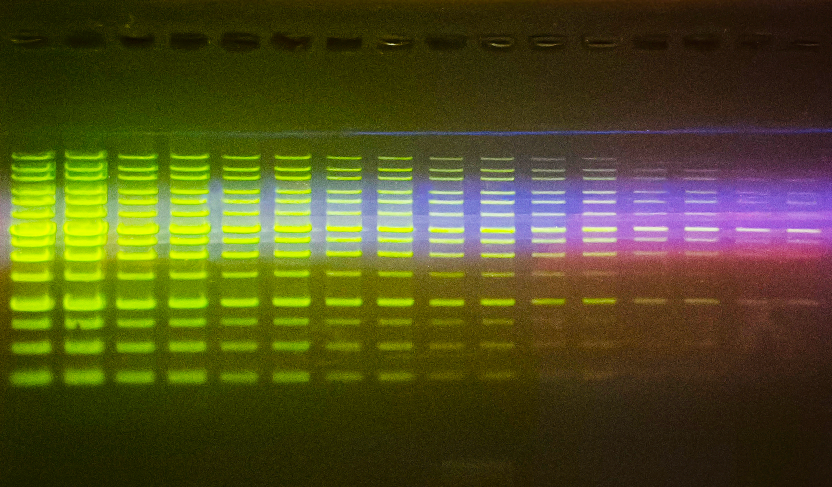 SafeViewER&trade; uses Blue LED technology to visualize agarose gels