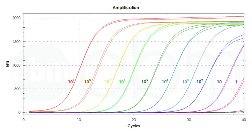 Mycoplasma qPCR Detection Kit amplification curve