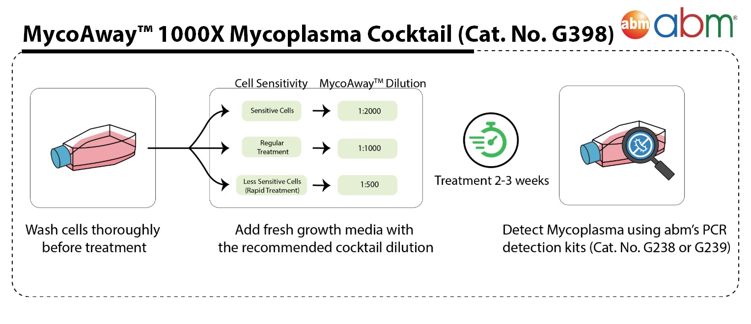 Mycoplasma elimination workflow using abm mycoplasma elimination reagents