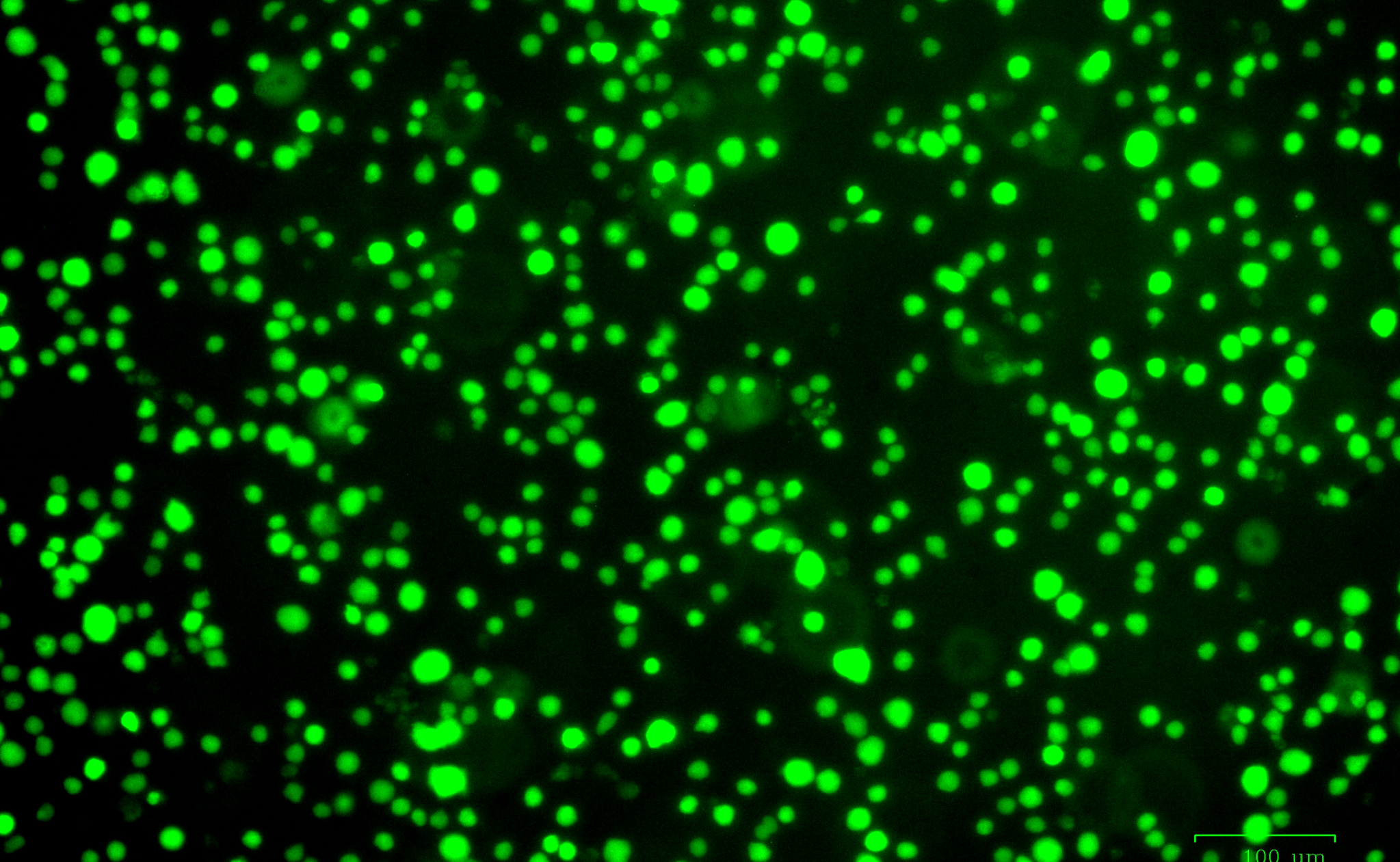 GFP fluorescence microscopy image of a stable engineered cell line