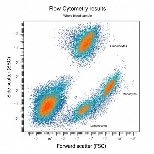 Fluorescence microscopy image representing hematopoietic and immune cell research