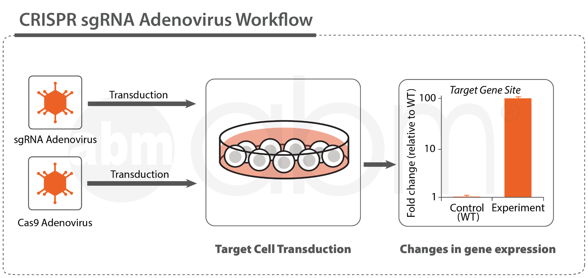 CRISPR Adenovirus Workflow