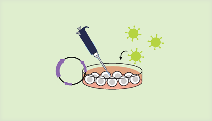 abm's human OVOL1 Lentiviral Vector (Cat.No. LV250917)